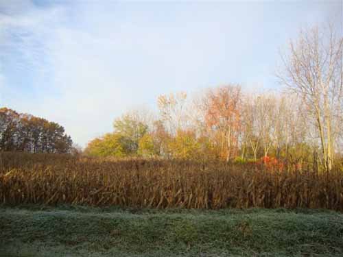 Property photo 6 - 24.8 Acre Absolute Real Estate Auction - Tillable Land with Pond and Woods